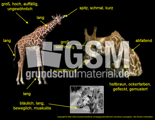 Körperbau-Aussehen-Giraffe.jpg